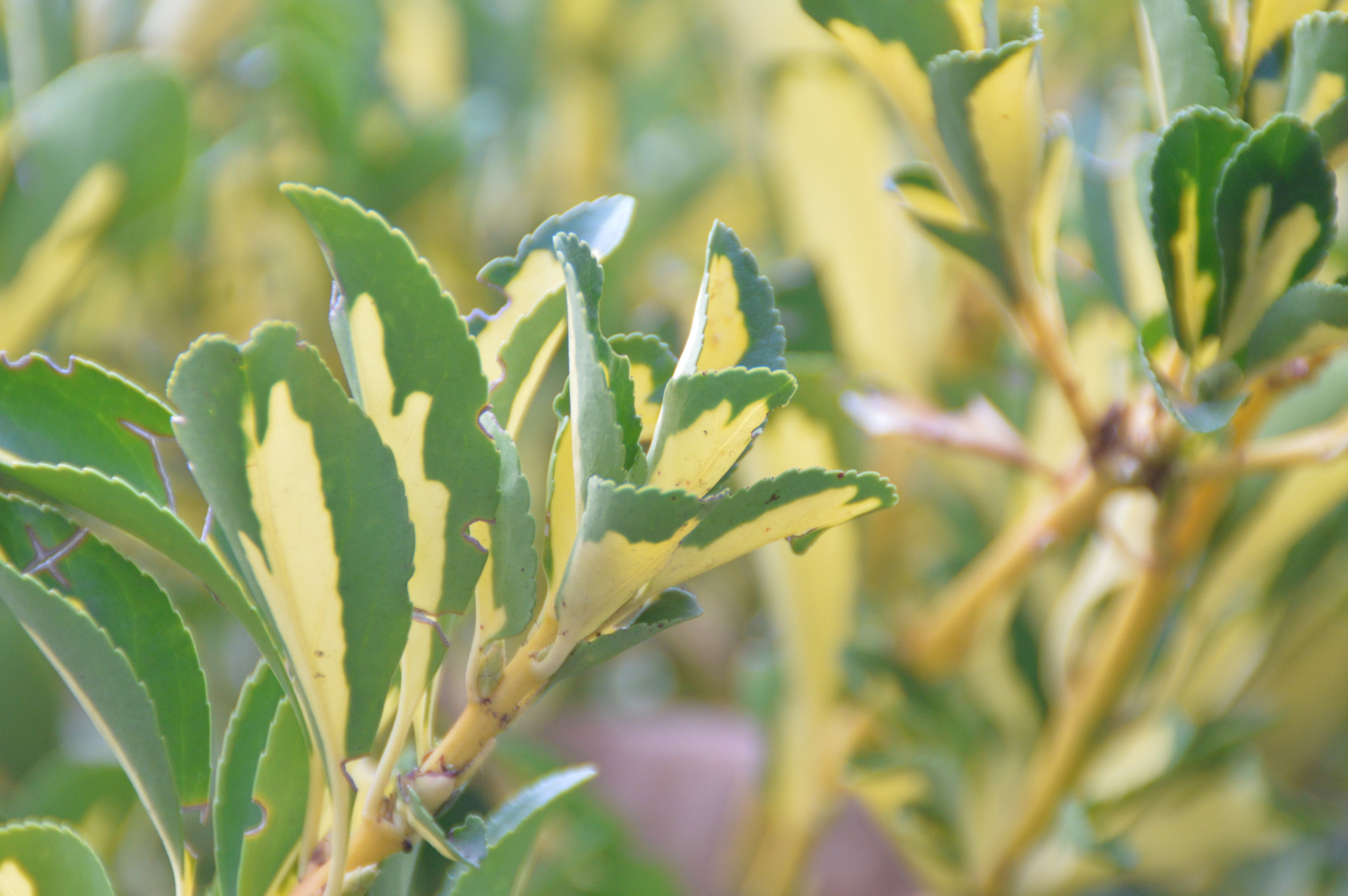 Nikon D3200 sample photo. Vibrant leaves photography