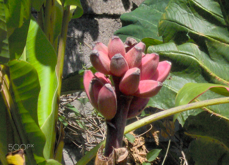 HP Photosmart M307 sample photo. Banana buds ? photography