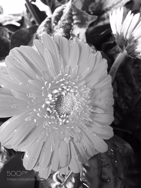 Apple iPhone 6s sample photo. Flower beauty photography