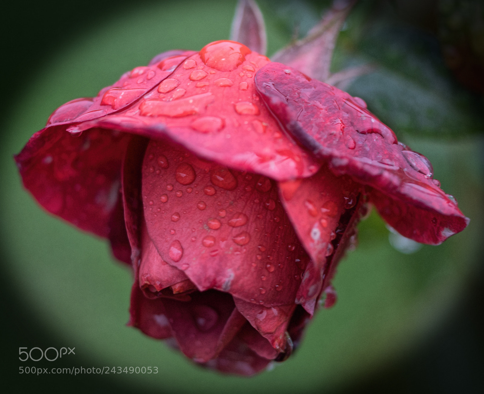 Sony SLT-A68 sample photo. A rose in fall photography