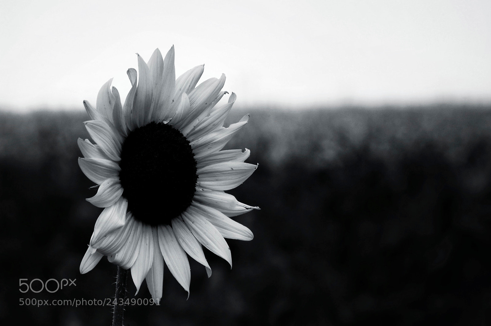 Nikon D40 sample photo. Black hole sunflower photography