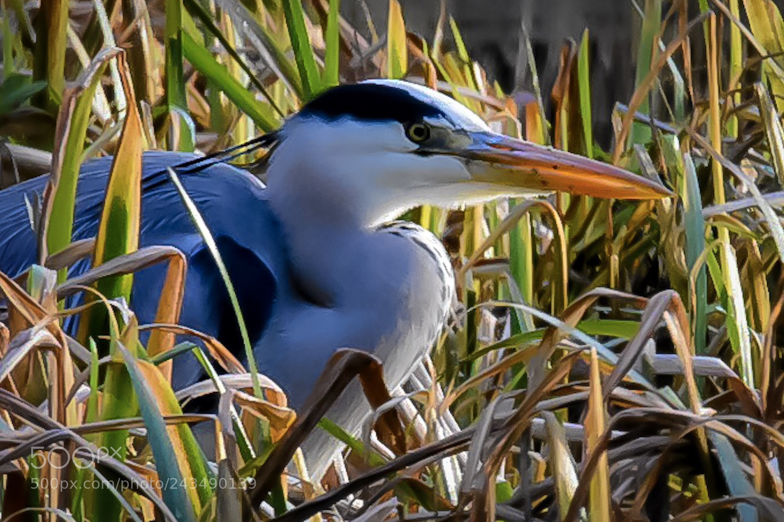 Nikon D7200 sample photo. The heron photography