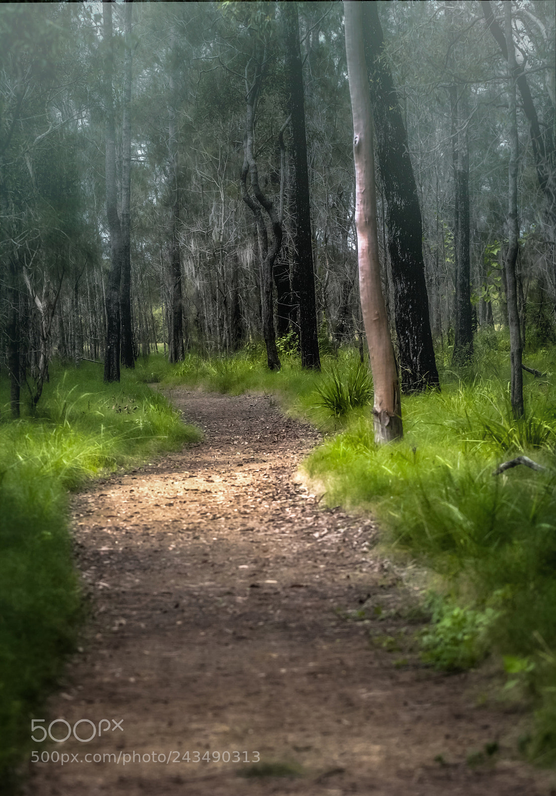 Canon EOS 1000D (EOS Digital Rebel XS / EOS Kiss F) sample photo. Boondall wetlands photography