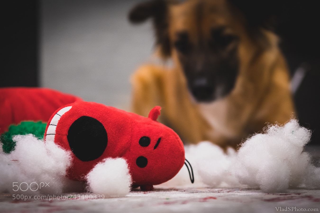 Nikon D850 sample photo. 21/365 photography