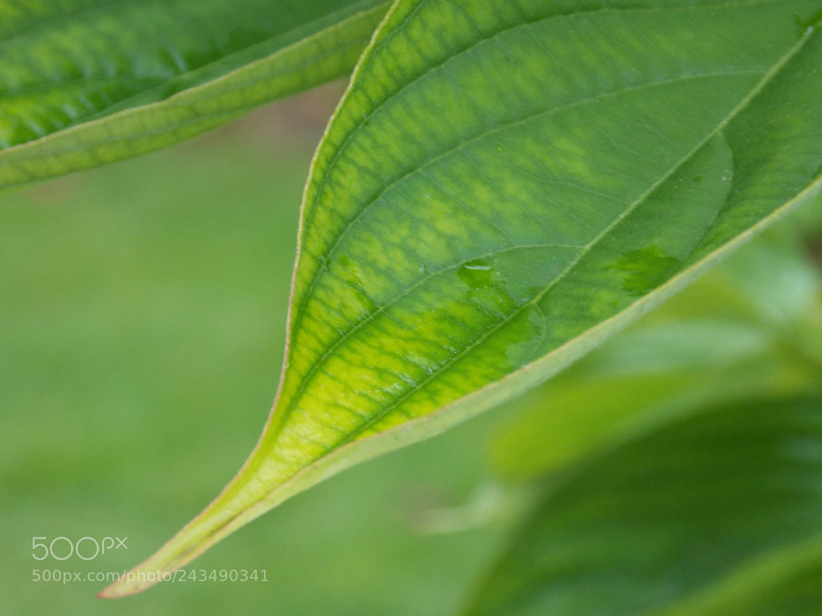 Nikon Coolpix L810 sample photo. Dew leaf photography