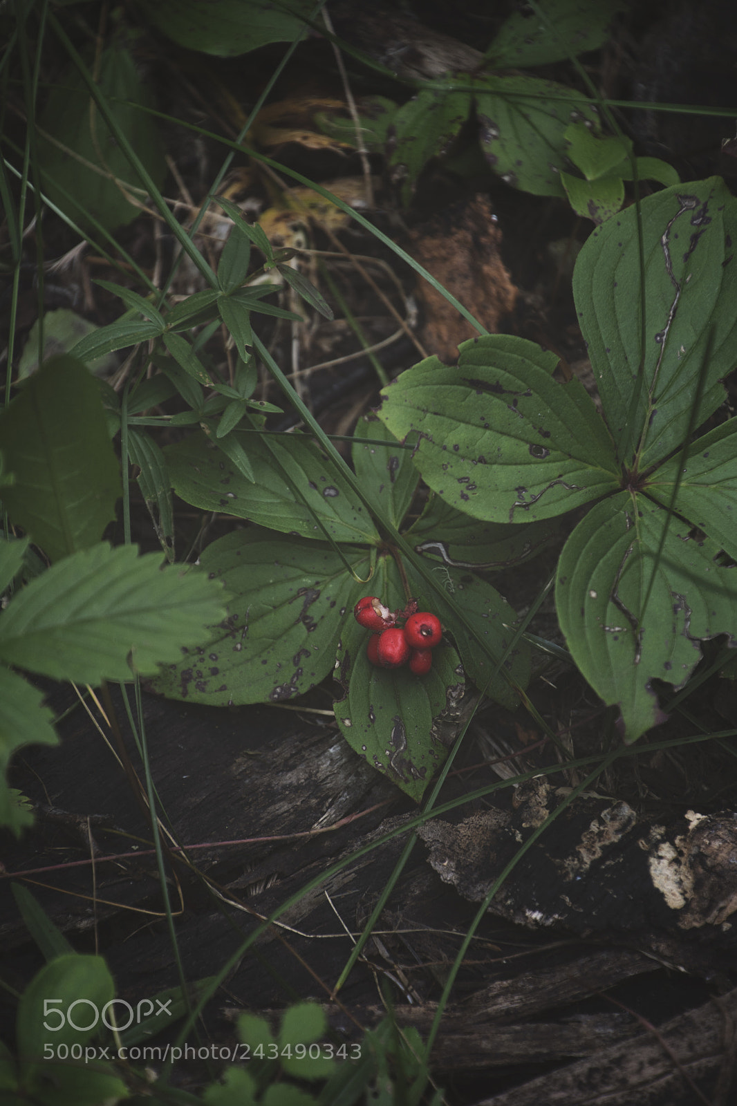 Nikon D7100 sample photo. Stored sun photography