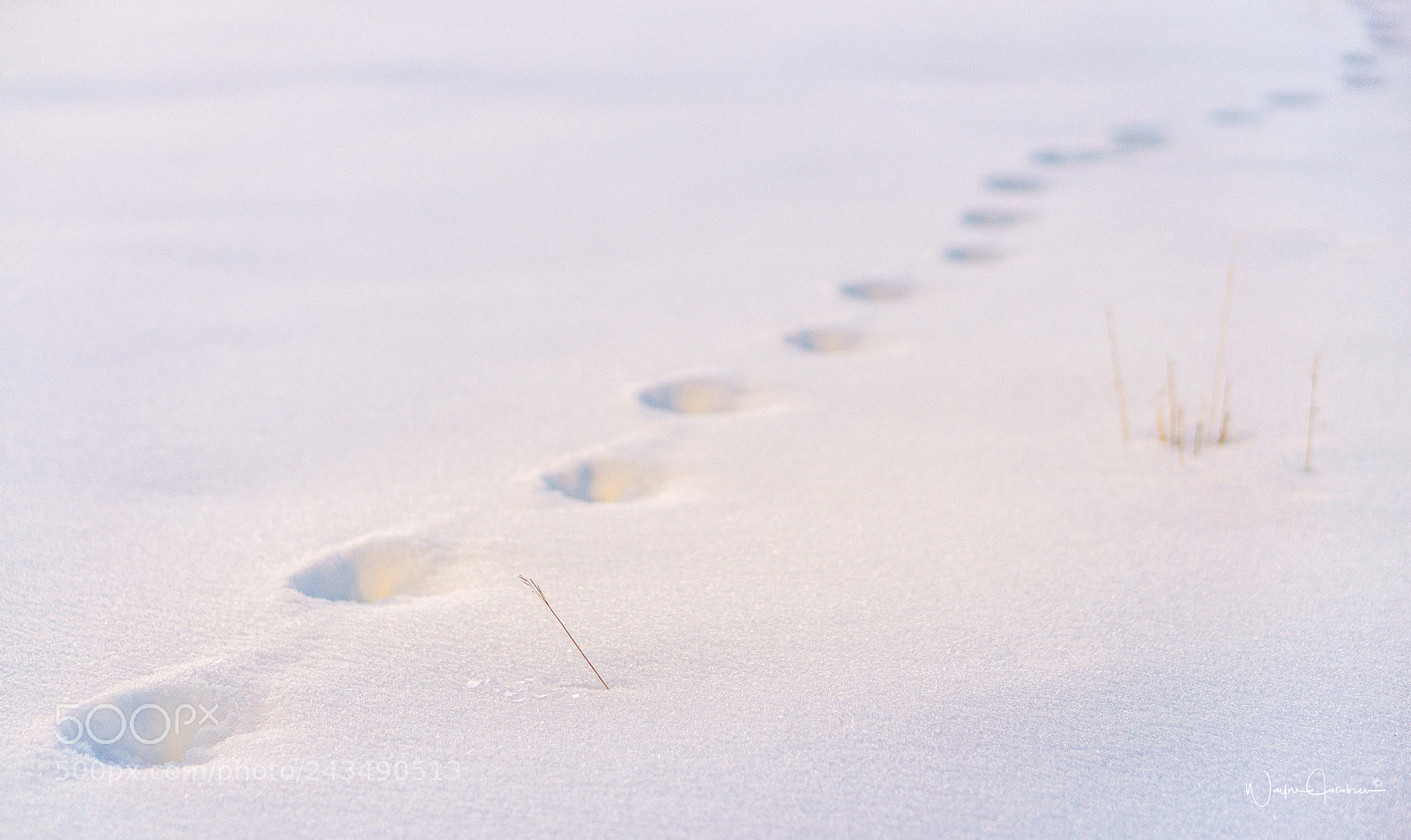 Sony a6500 sample photo. Fox tracks photography