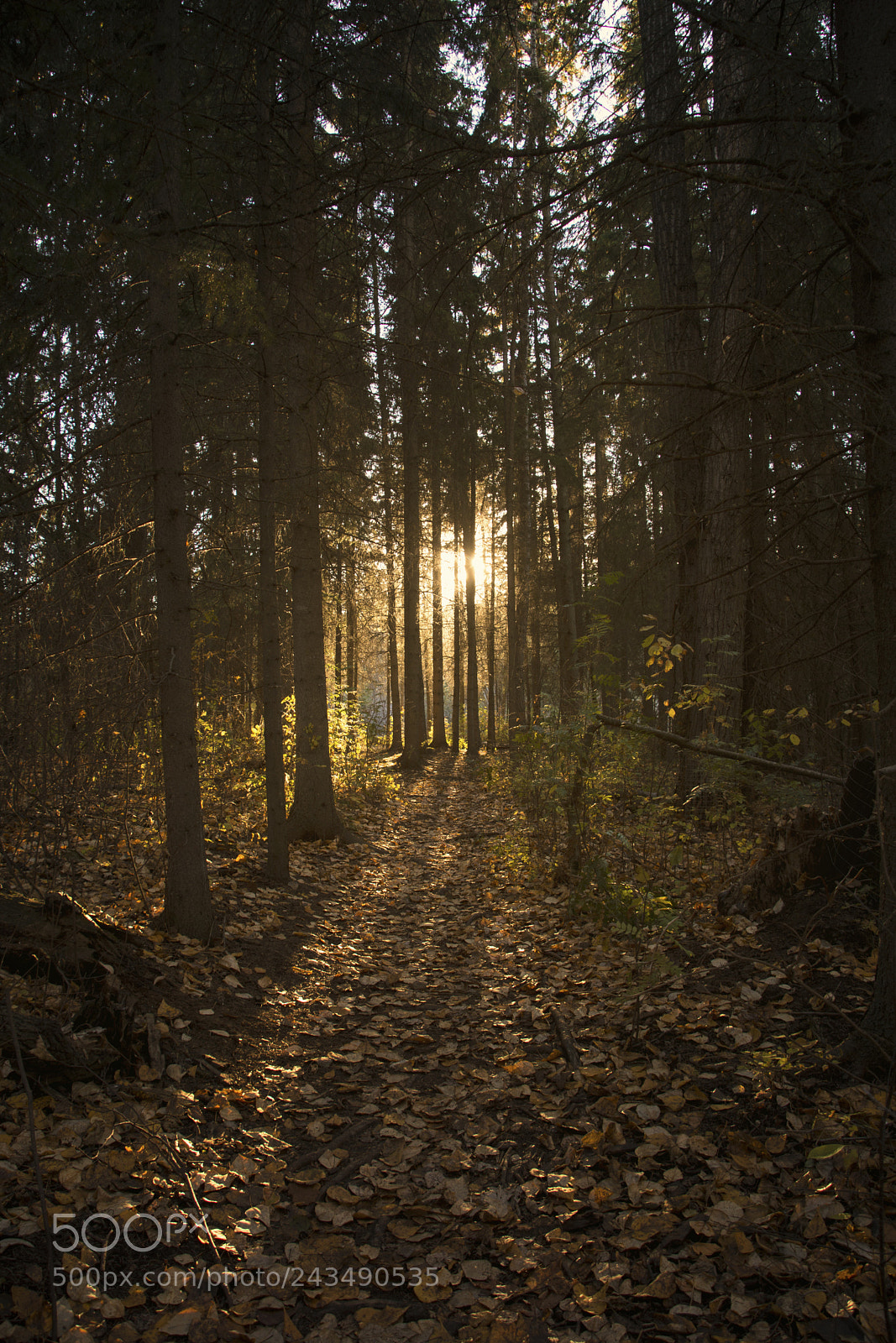 Nikon D7100 sample photo. Slant of light photography