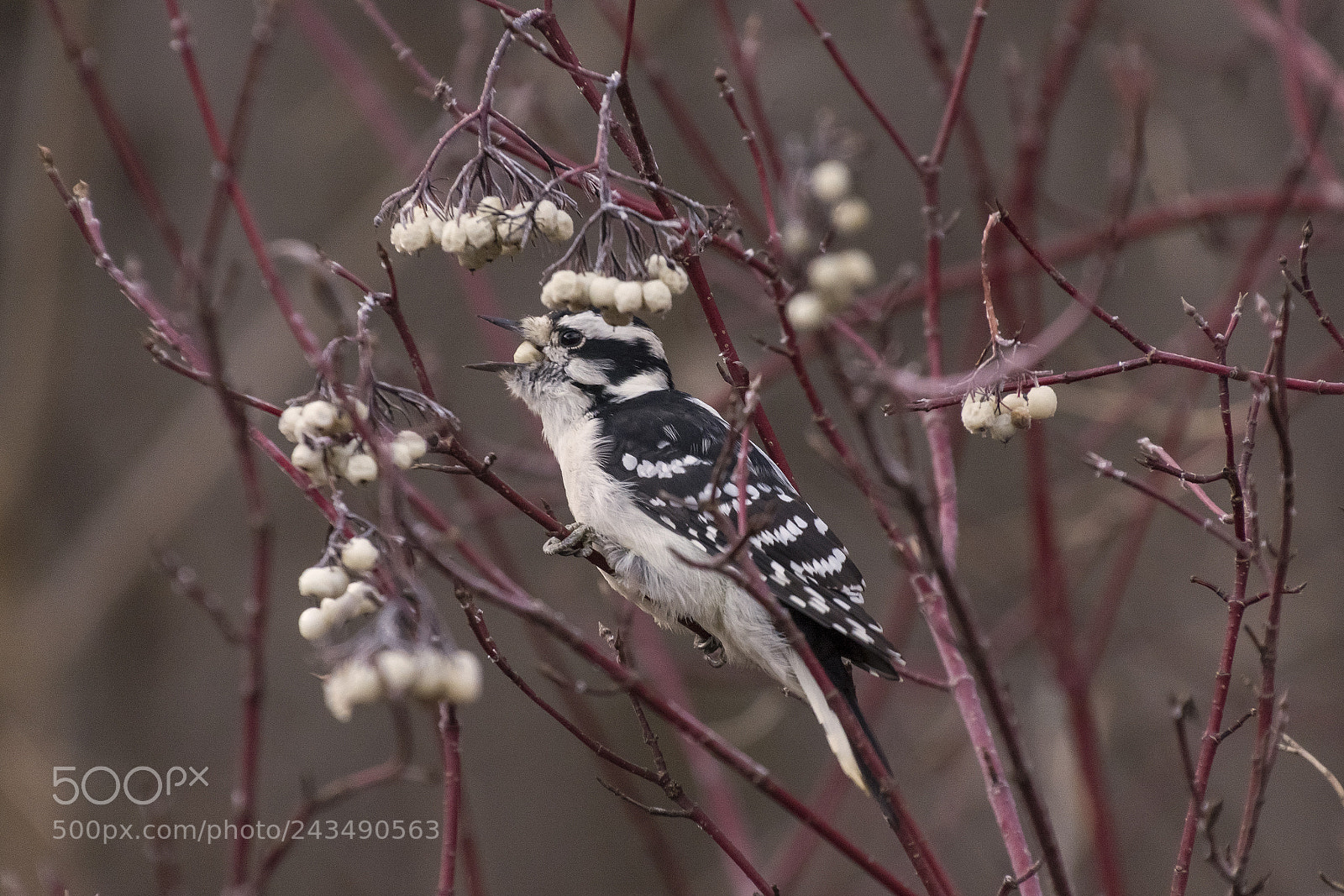 Nikon D7100 sample photo. Lunch? photography