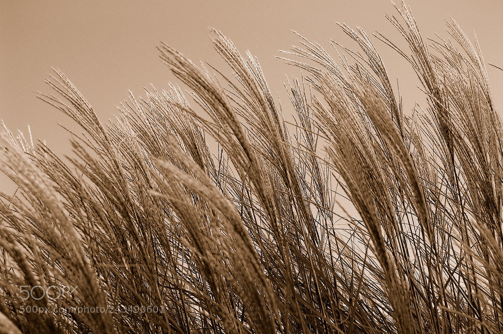 Nikon D40 sample photo. Blowing in the wind photography