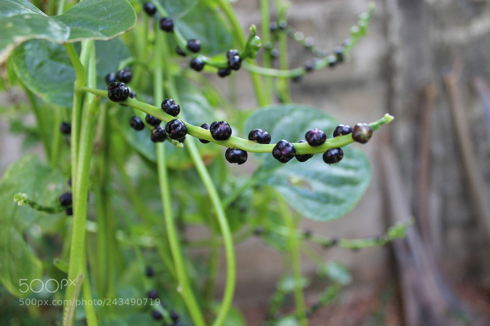 Canon EOS 1300D (EOS Rebel T6 / EOS Kiss X80) sample photo. Dark berries photography