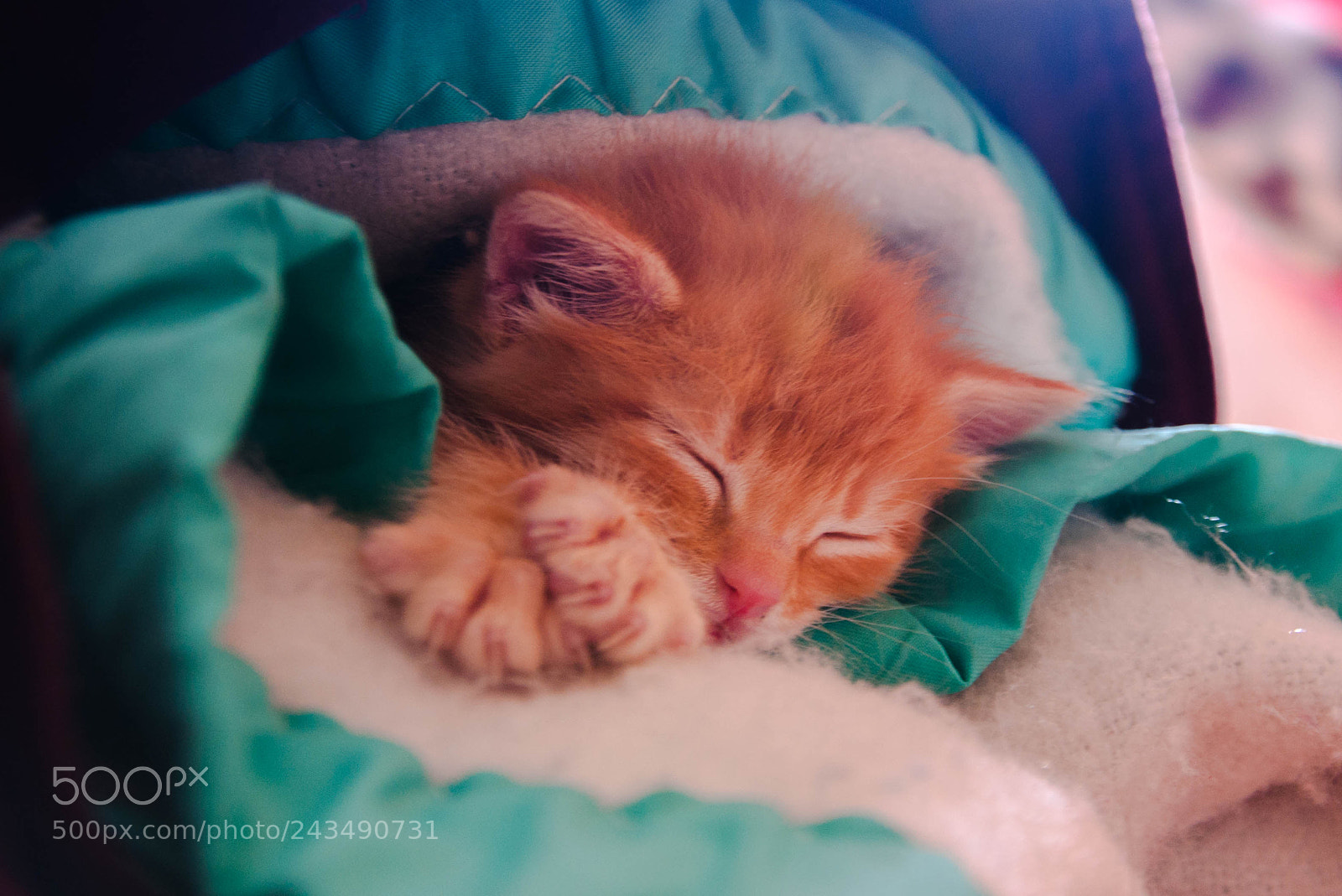 Nikon D90 sample photo. The cutest thing ever photography
