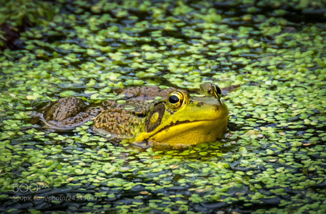 Nikon D7100 sample photo. Frog in a pond photography