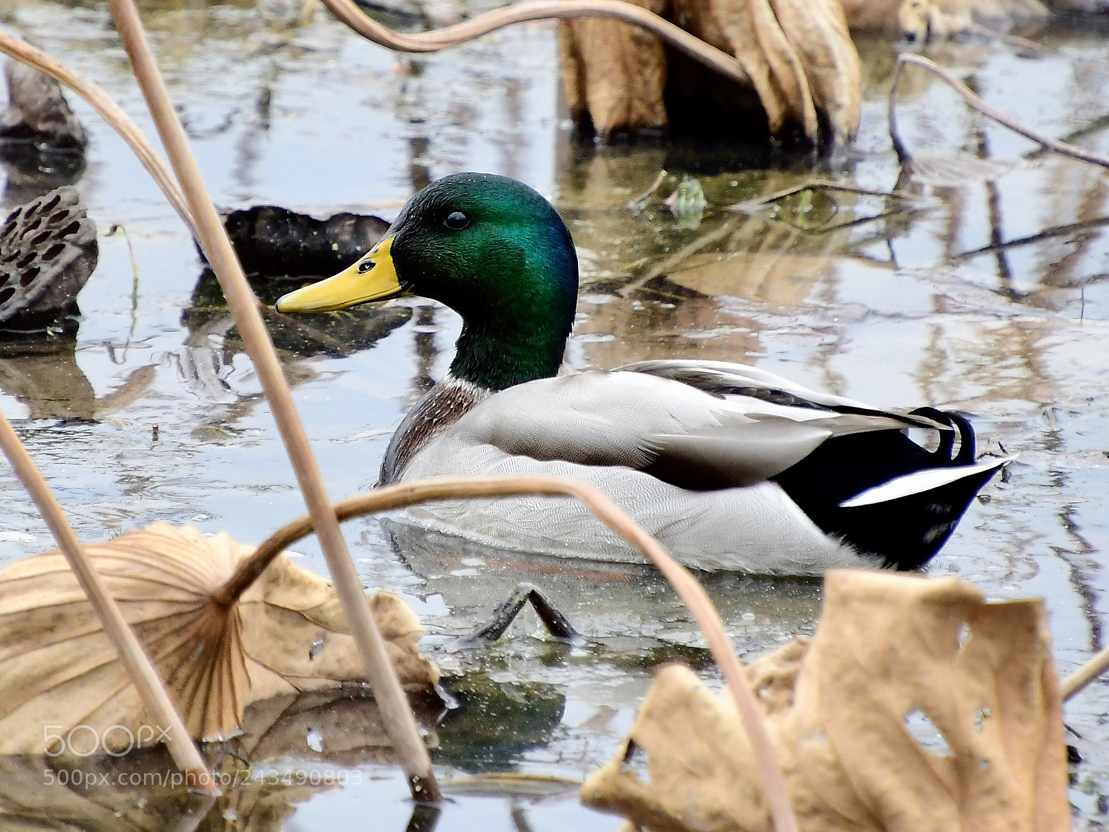 Nikon D500 sample photo. Mallard drake photography