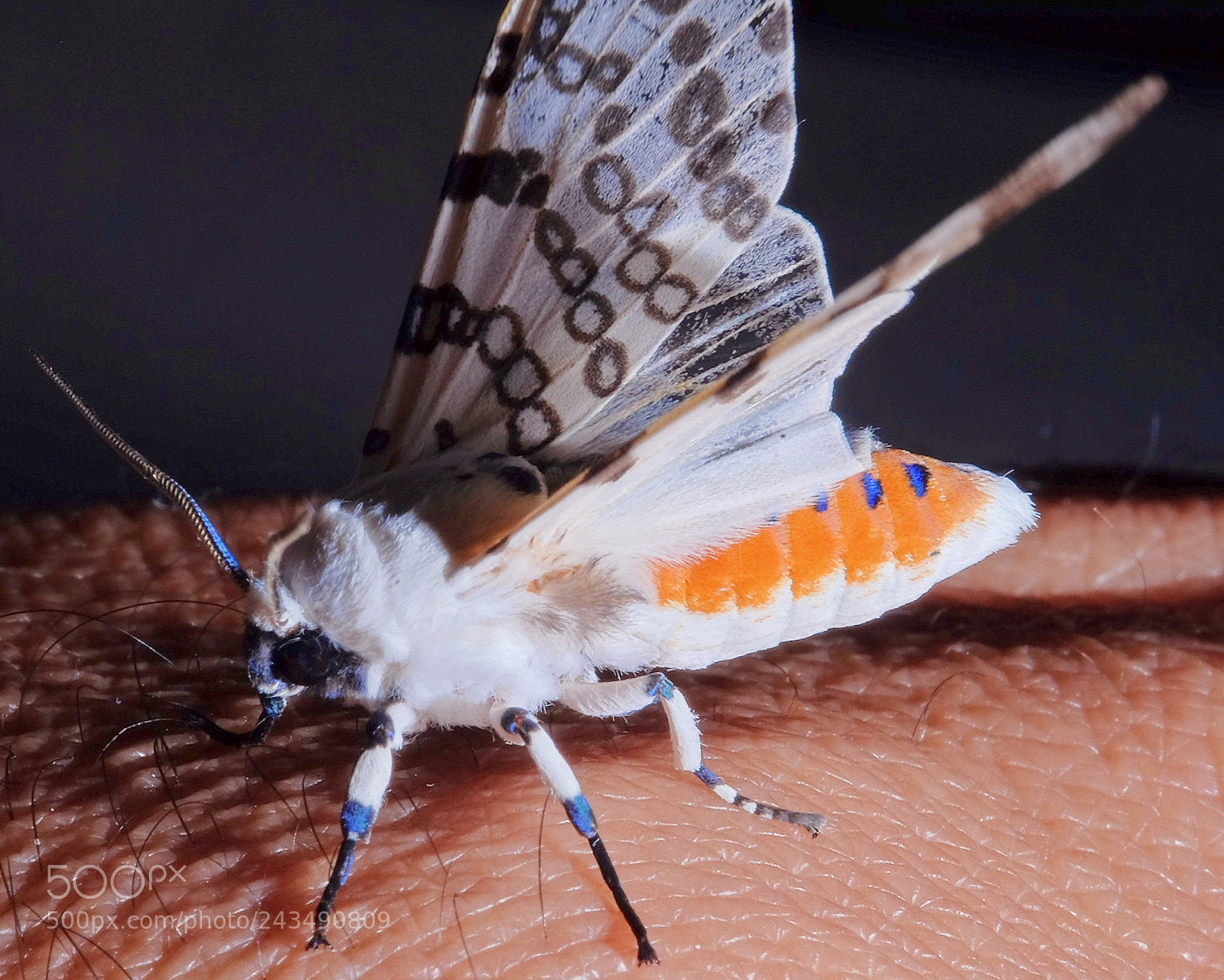 Fujifilm X-T1 sample photo. Night moth photography
