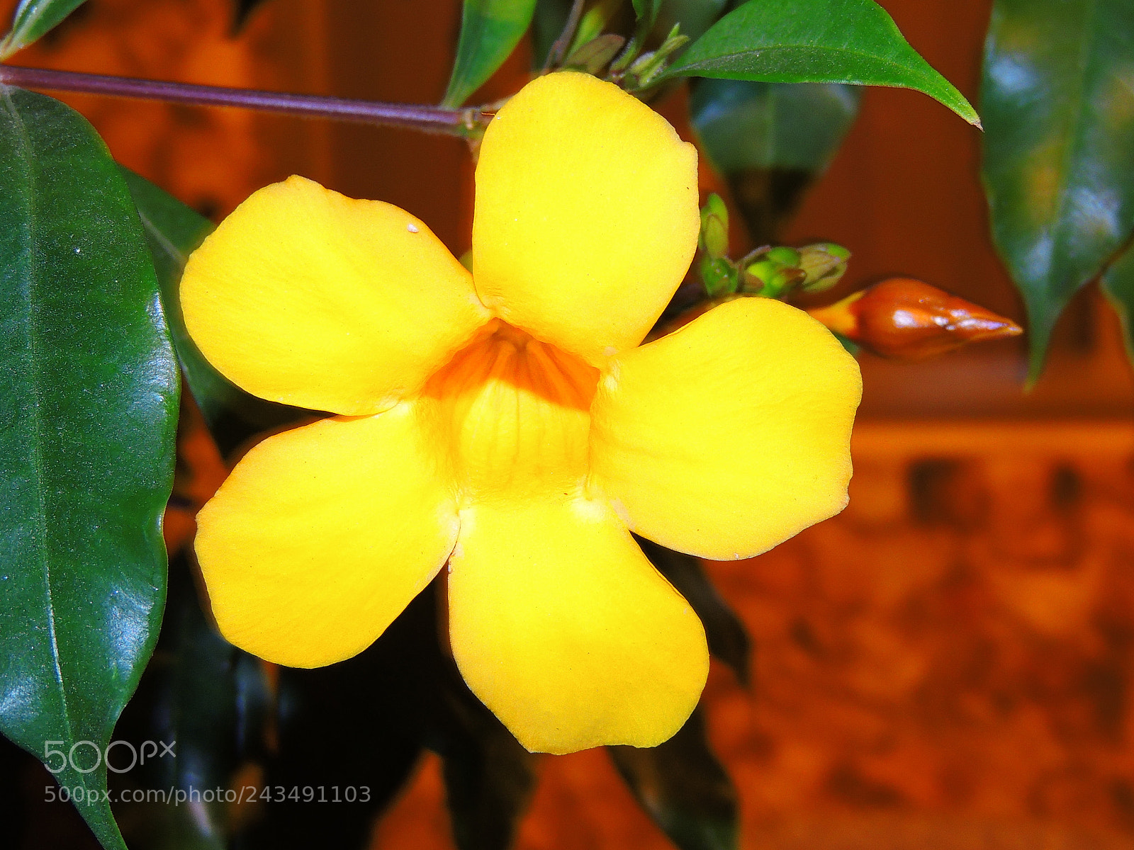 Nikon Coolpix P510 sample photo. Yellow flowers also enchant photography