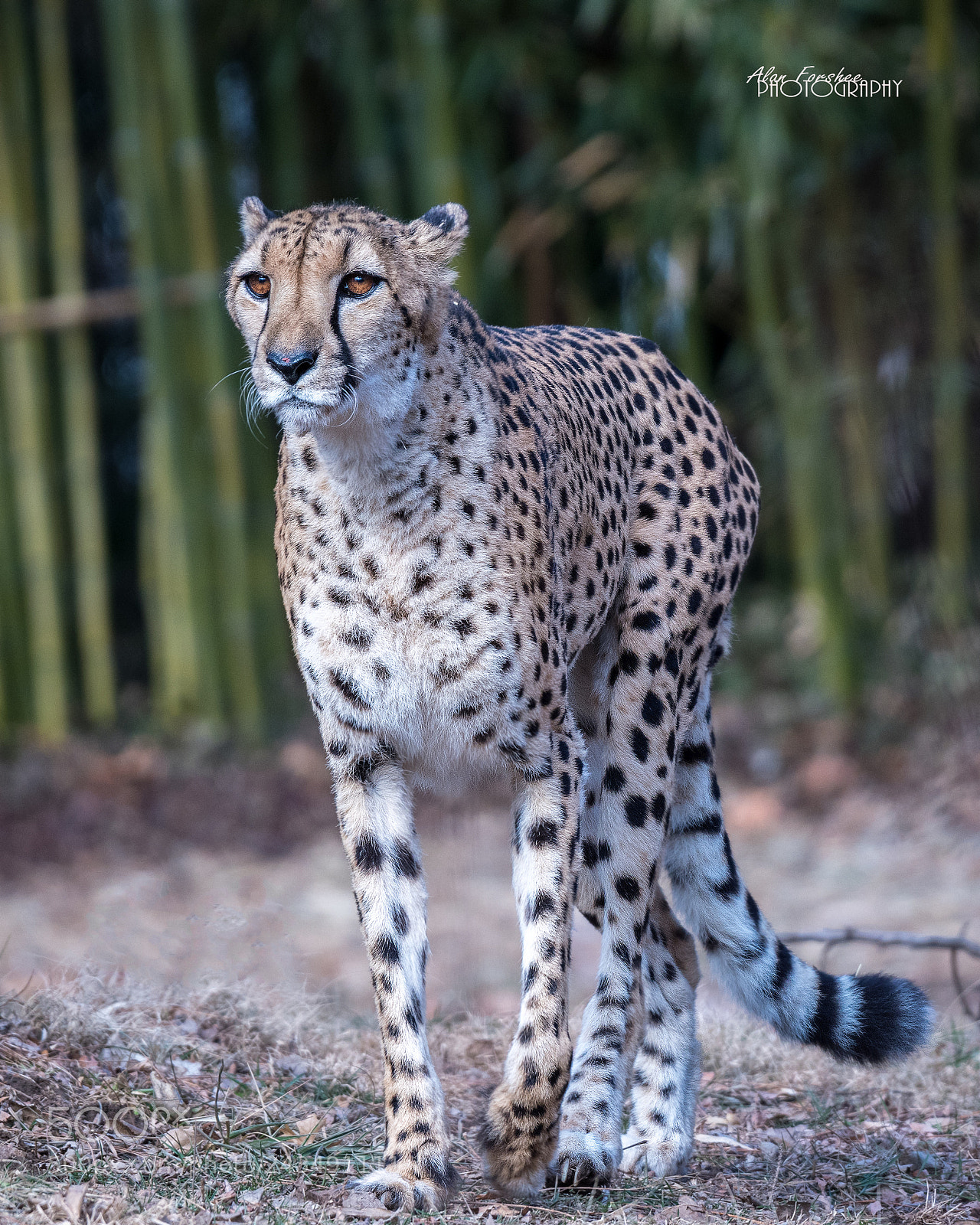 Nikon D500 sample photo. Cheetah photography