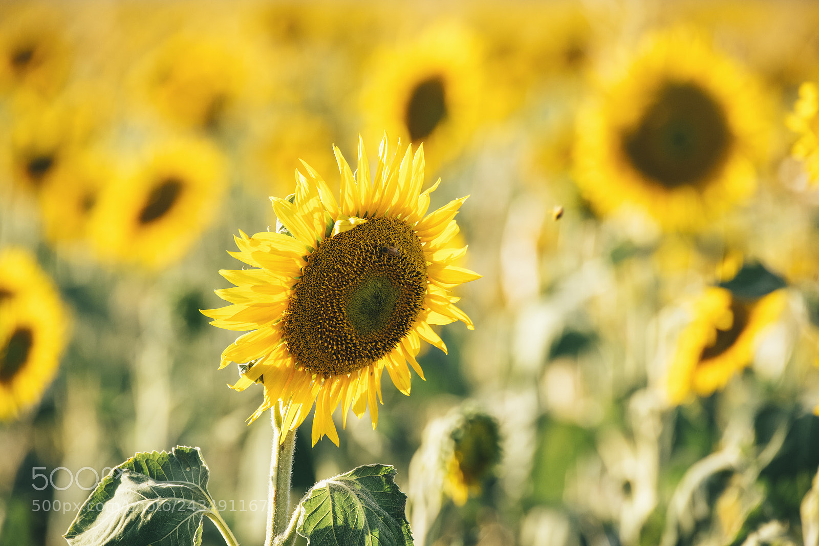 Nikon D800 sample photo. Sunflowers in a field photography