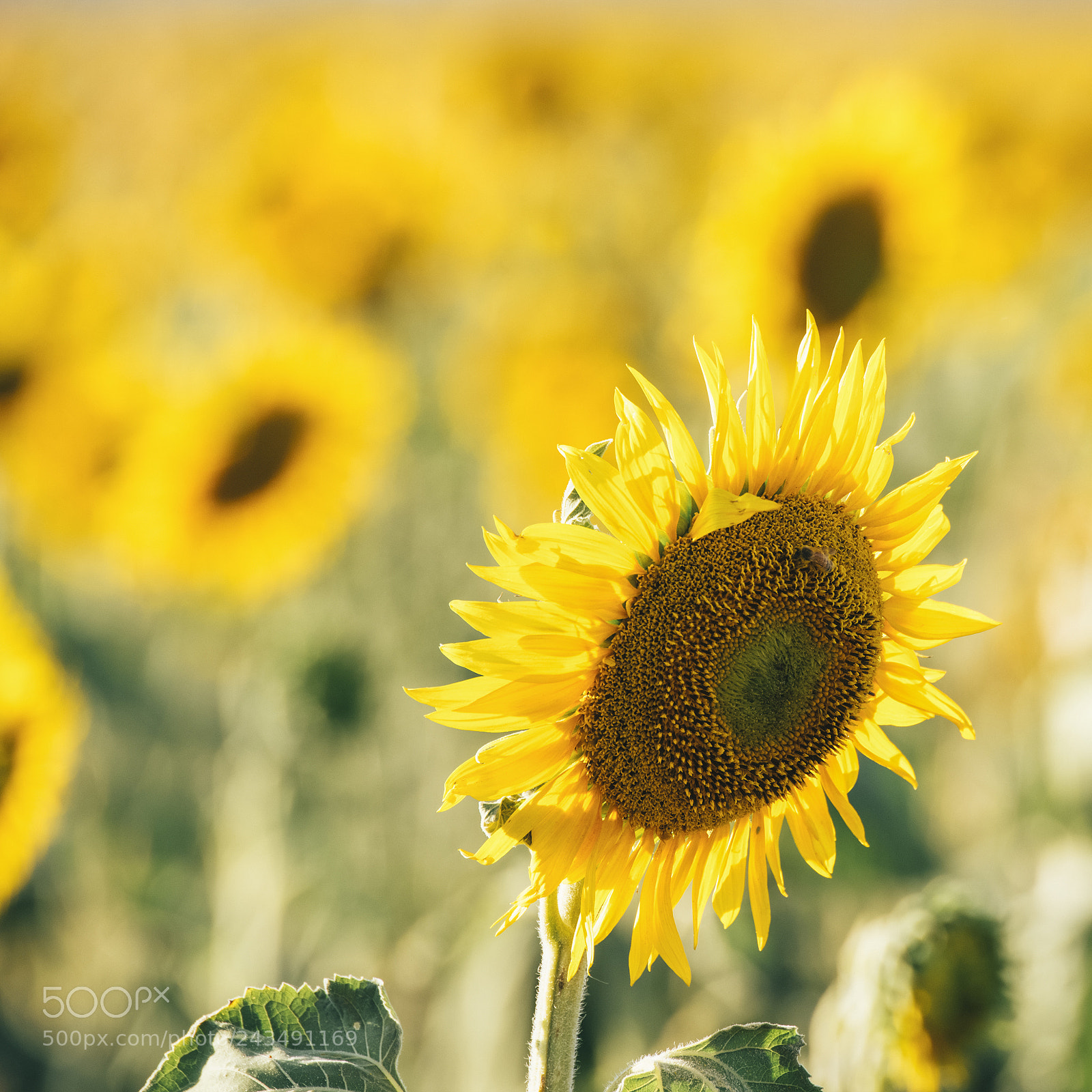 Nikon D800 sample photo. Sunflowers in a field photography