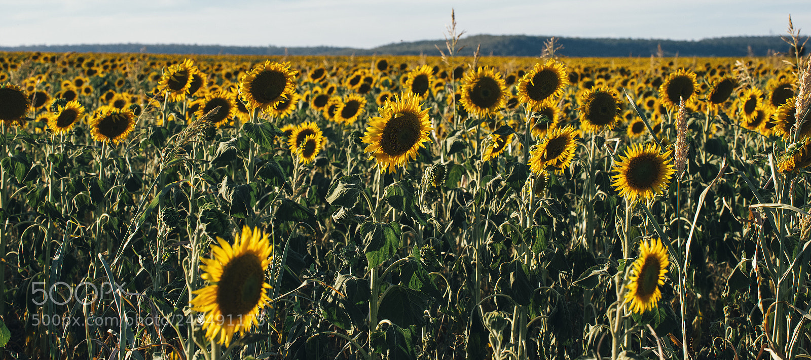 Nikon D800 sample photo. Sunflowers in a field photography