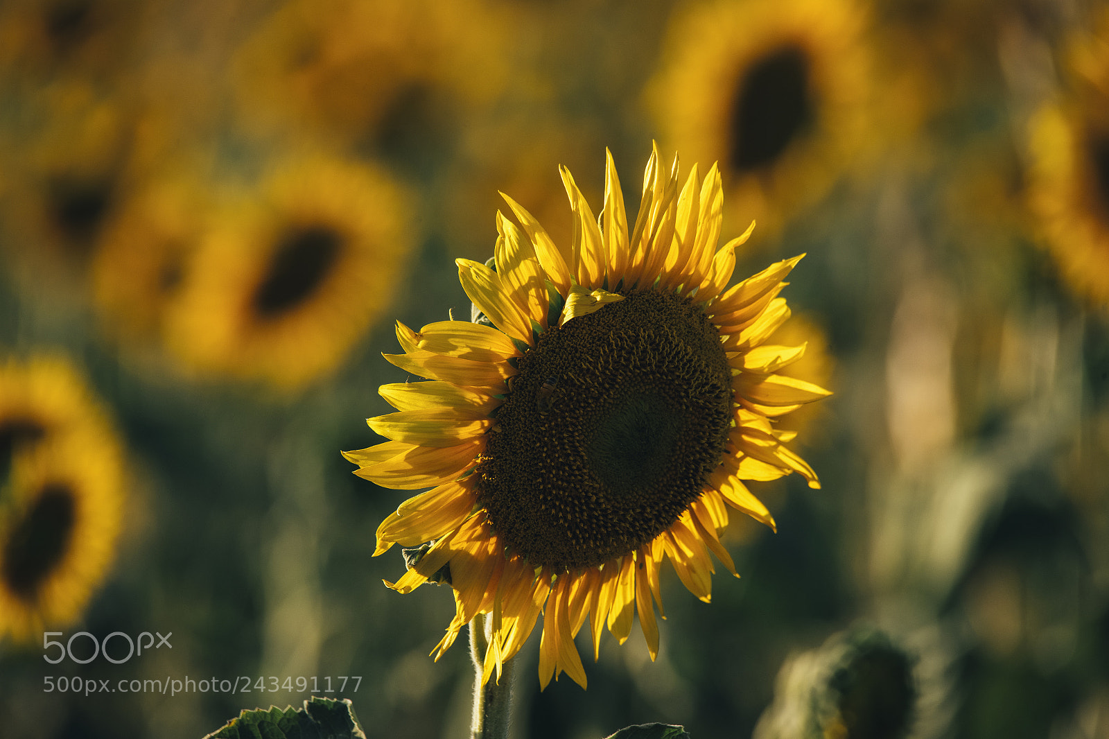 Nikon D800 sample photo. Sunflowers in a field photography
