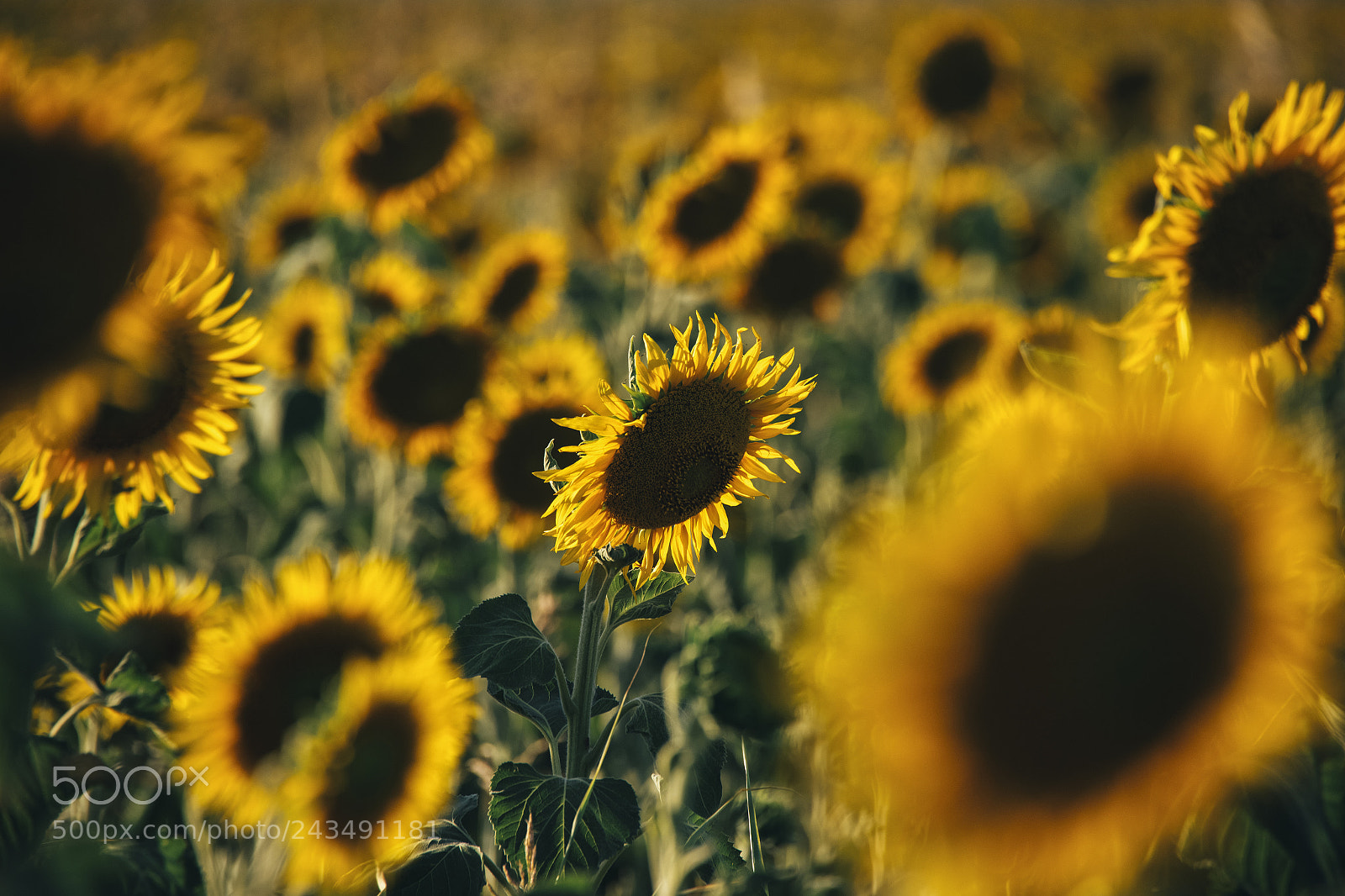 Nikon D800 sample photo. Sunflowers in a field photography