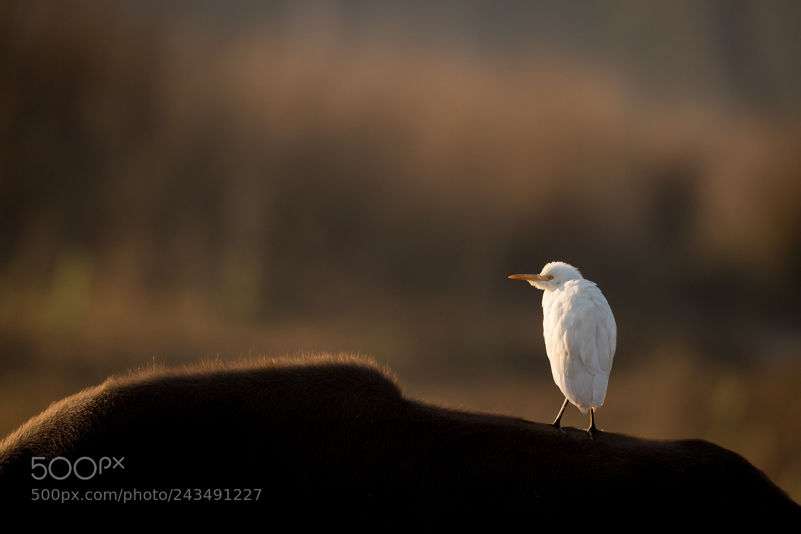 Nikon D810 sample photo. Egret photography