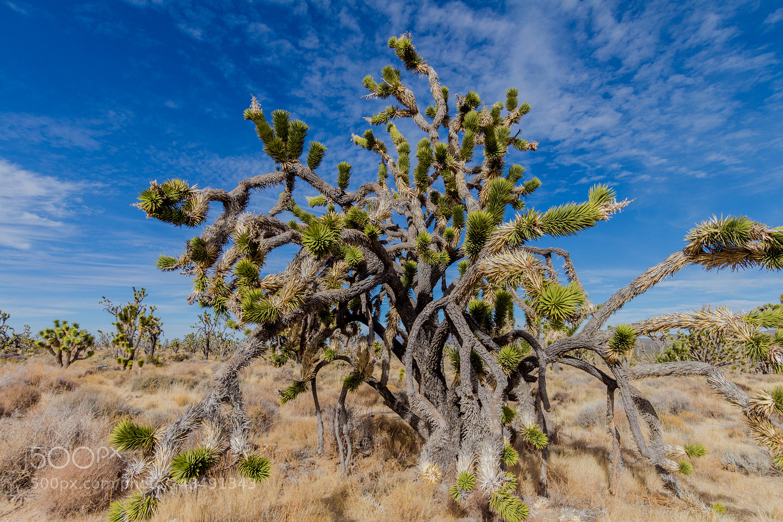 Canon EOS 650D (EOS Rebel T4i / EOS Kiss X6i) sample photo. Joshua tree photography