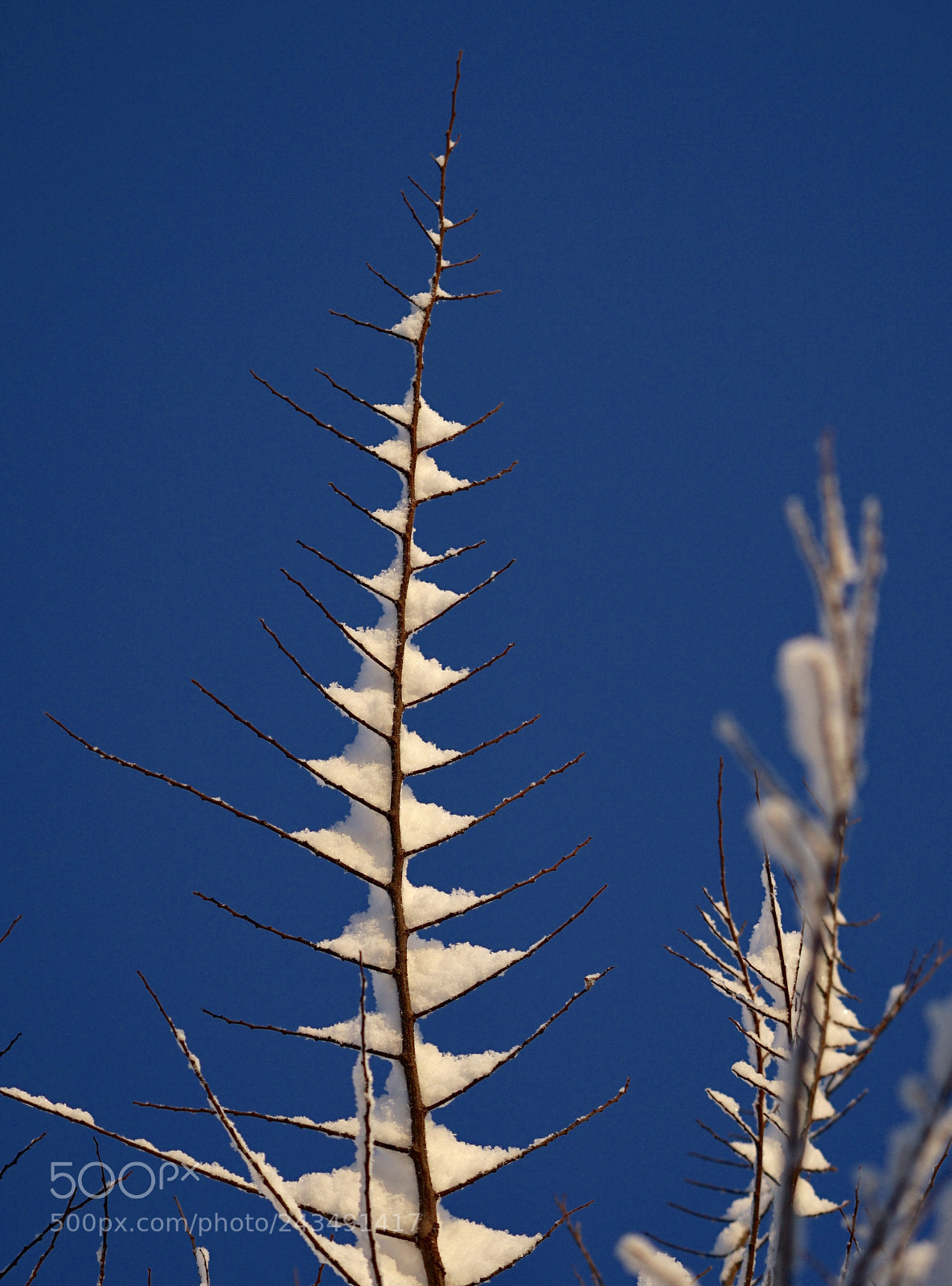 Sony a7 II sample photo. Winter colors. photography