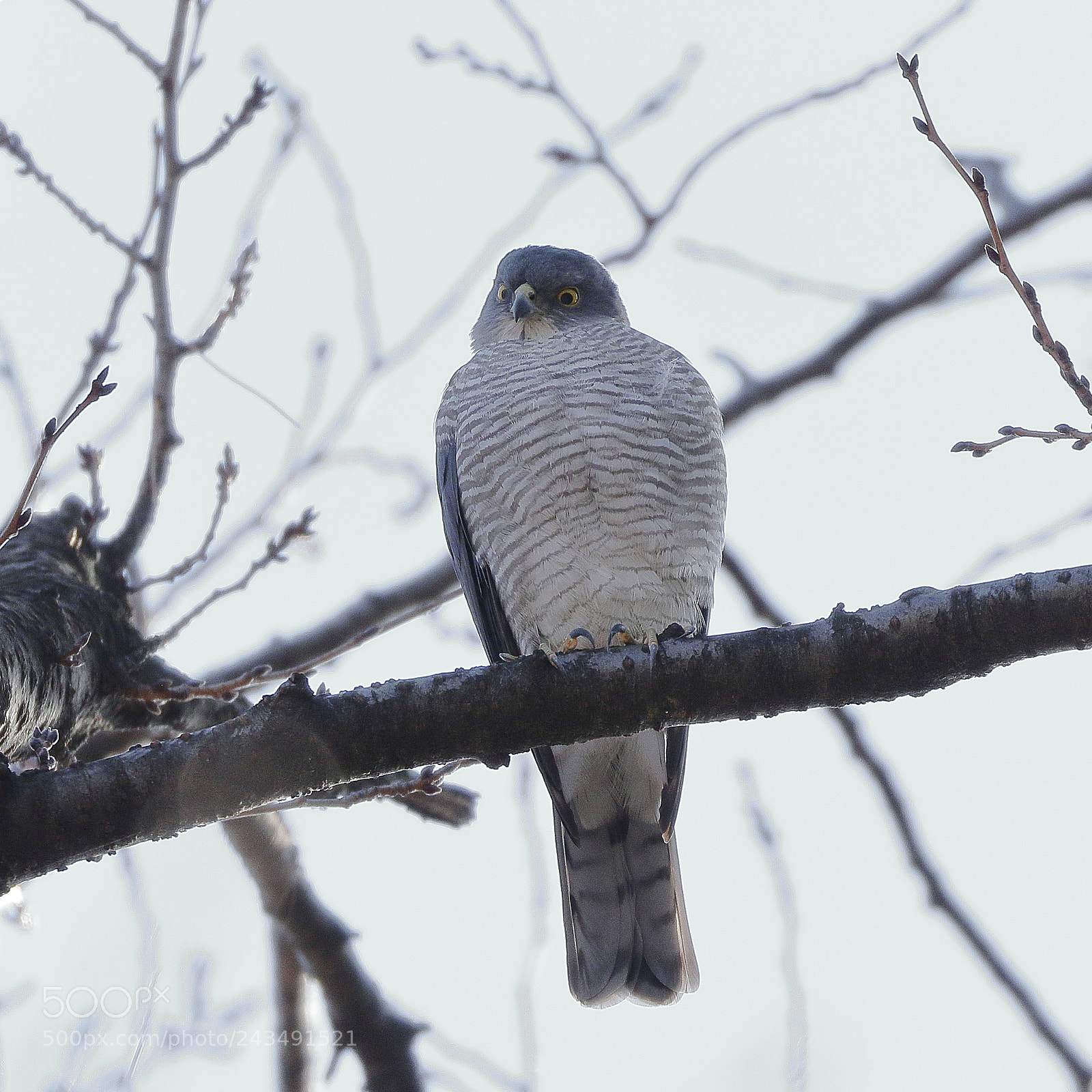 Canon EOS 7D Mark II sample photo. ツミ 0062 photography