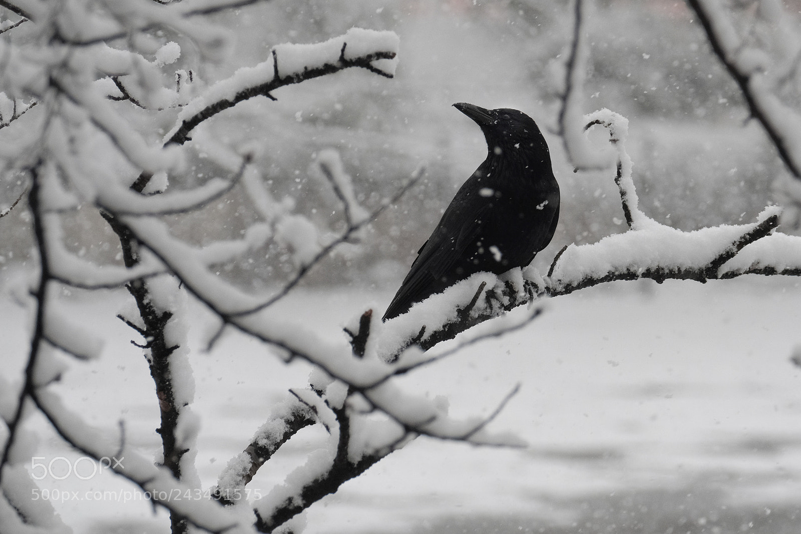 Fujifilm X-T2 sample photo. Crow in the snow photography