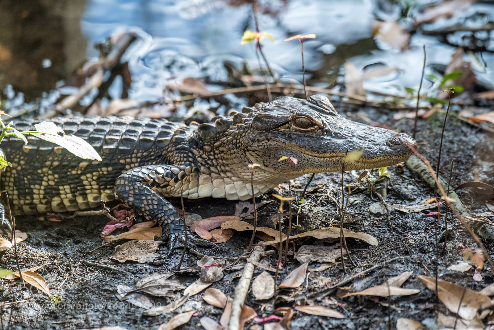 Nikon D810 sample photo. Alligator photography
