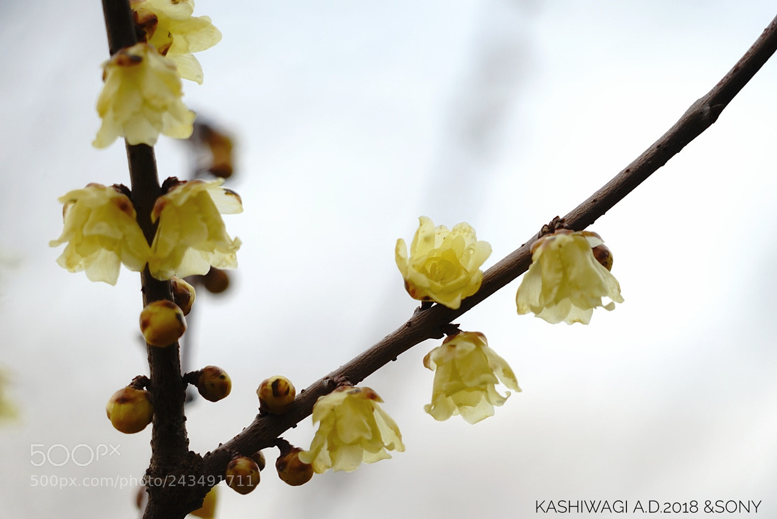 Sony a7 II sample photo. Good fragrance of chimonanthus photography
