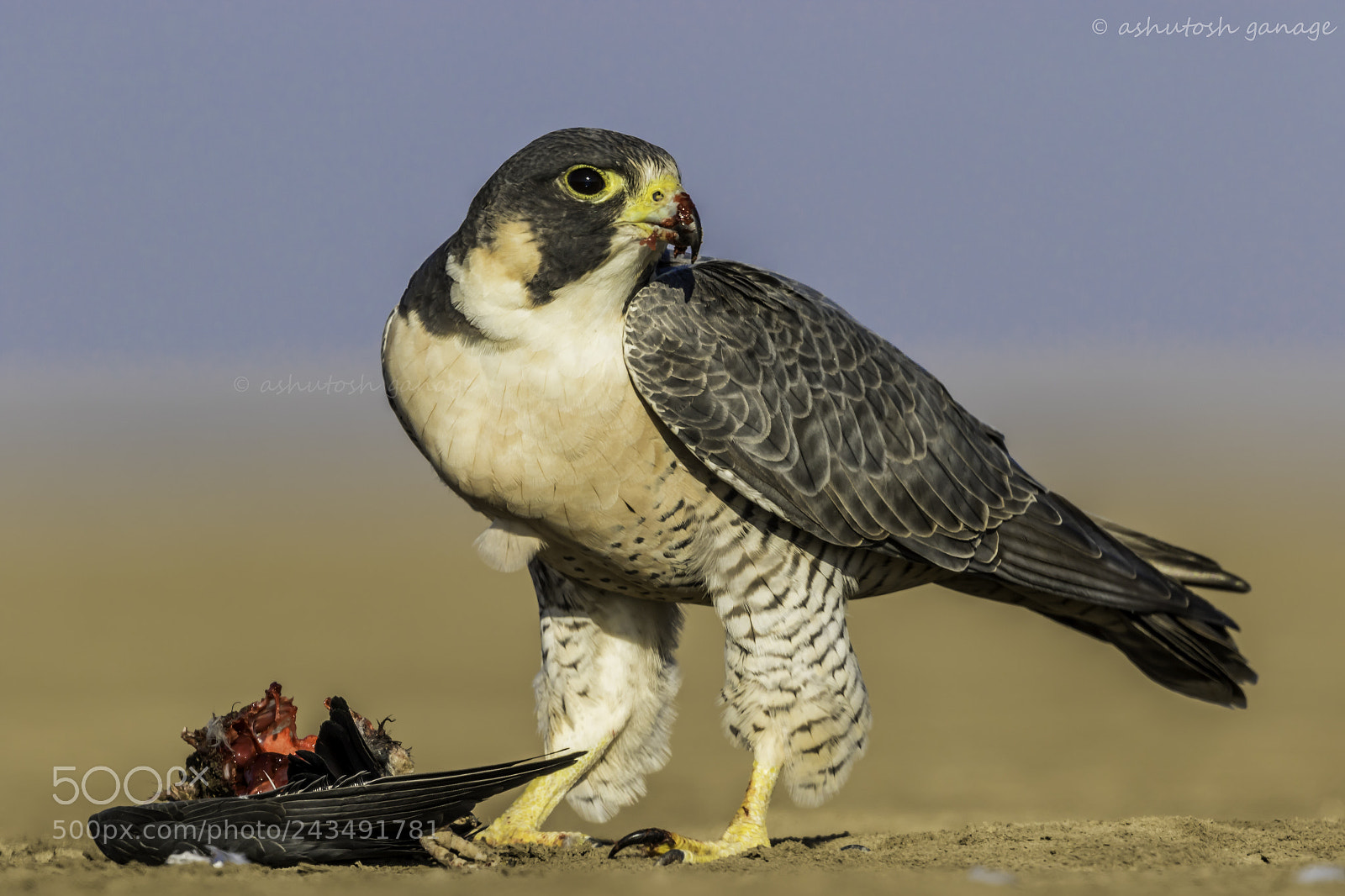 Canon EOS 7D Mark II sample photo. Peregrine falcon with kill photography