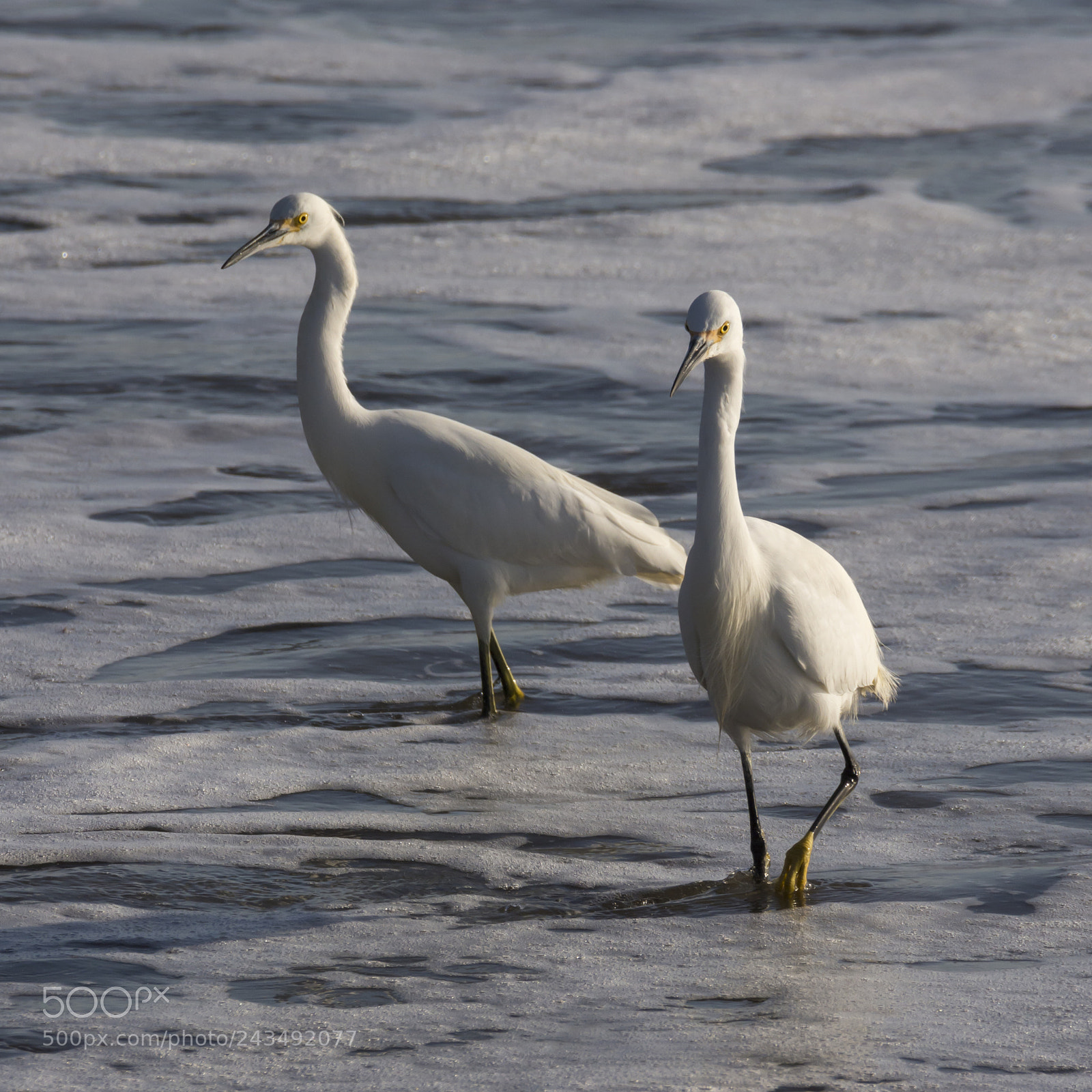 Nikon D7100 sample photo. Egrets by the shore photography