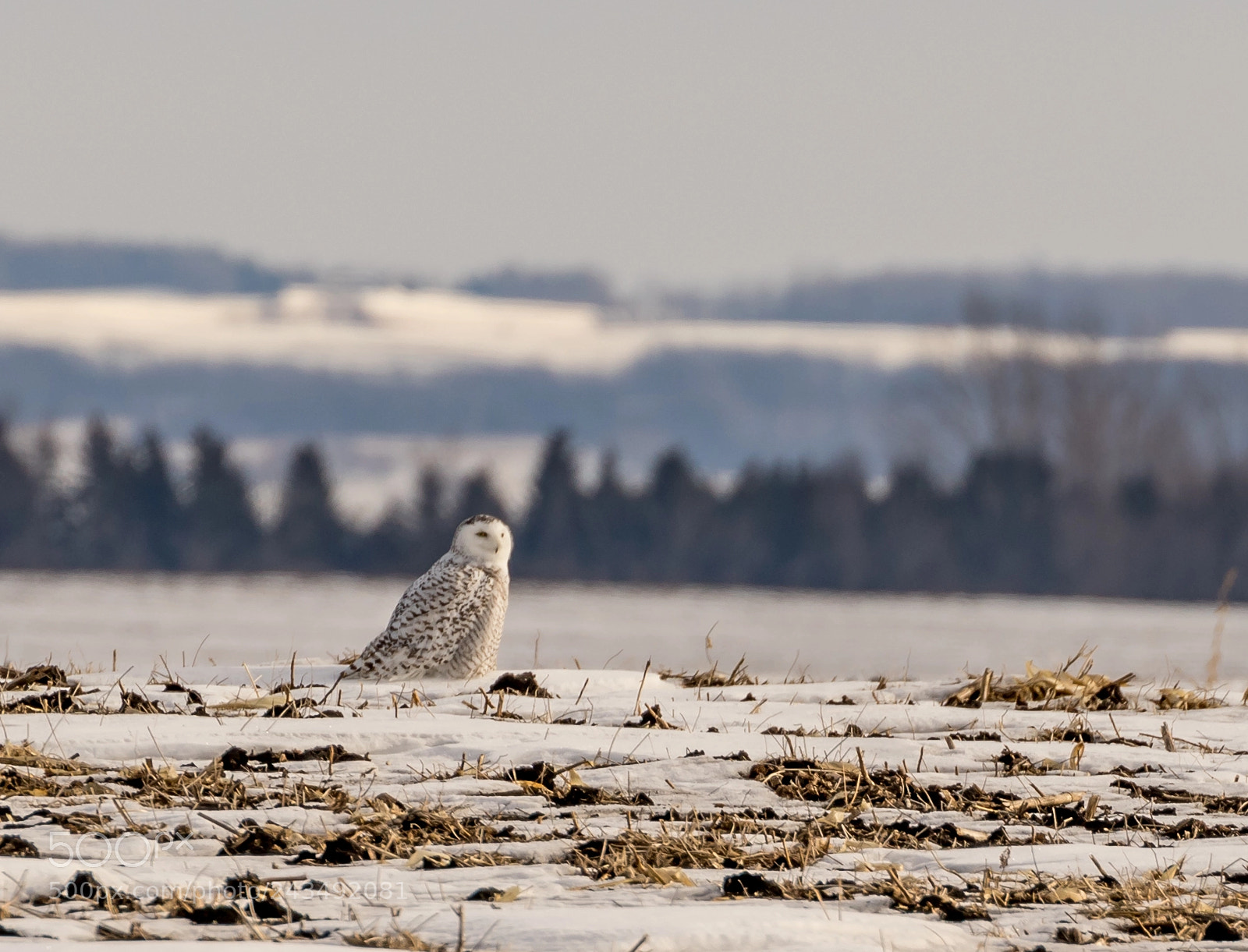Canon EOS 7D Mark II sample photo. Resting snowy owl photography