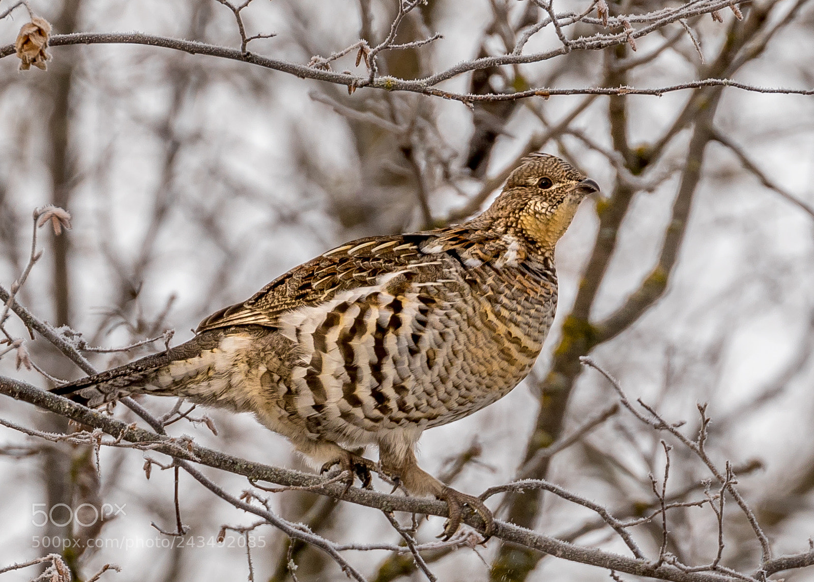 Canon EOS 7D Mark II sample photo. Wary in the winter photography