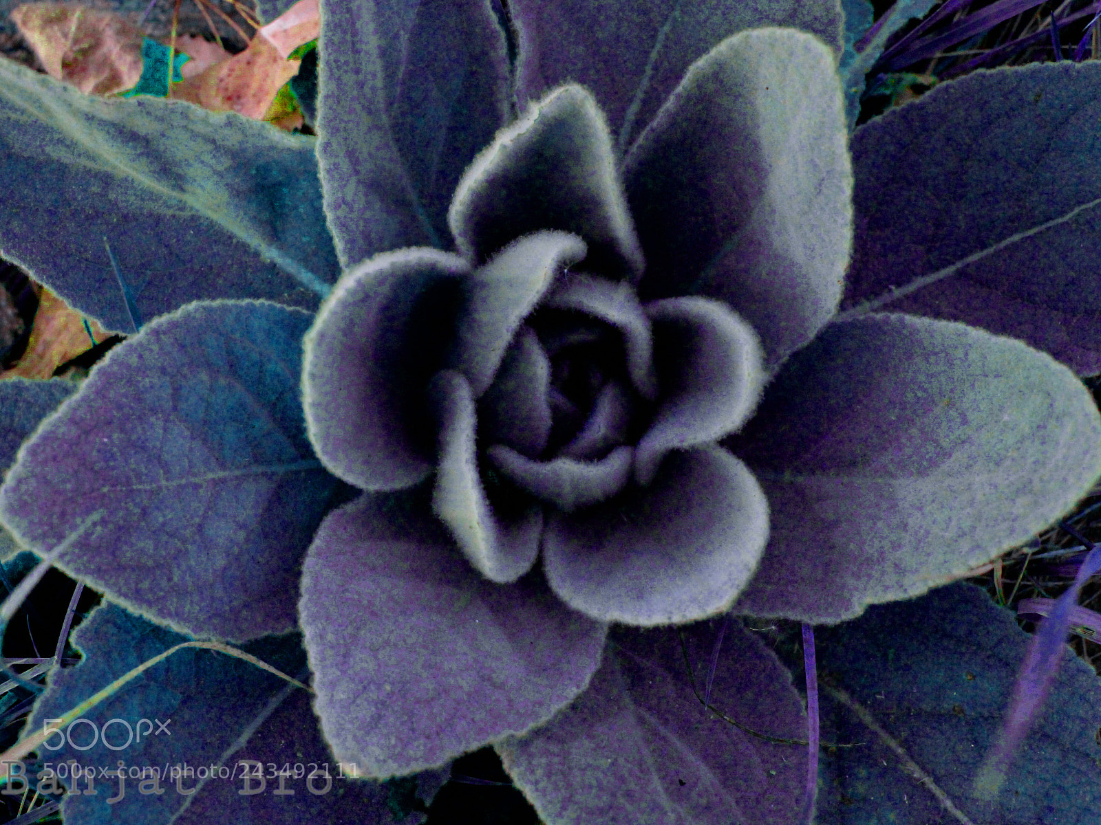 Canon EOS 100D (EOS Rebel SL1 / EOS Kiss X7) sample photo. Beautiful piece of flower photography