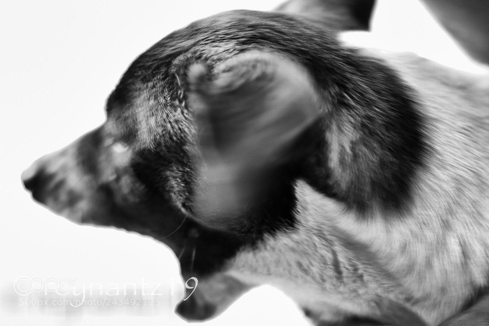 Canon EOS 60D sample photo. Yawn. photography