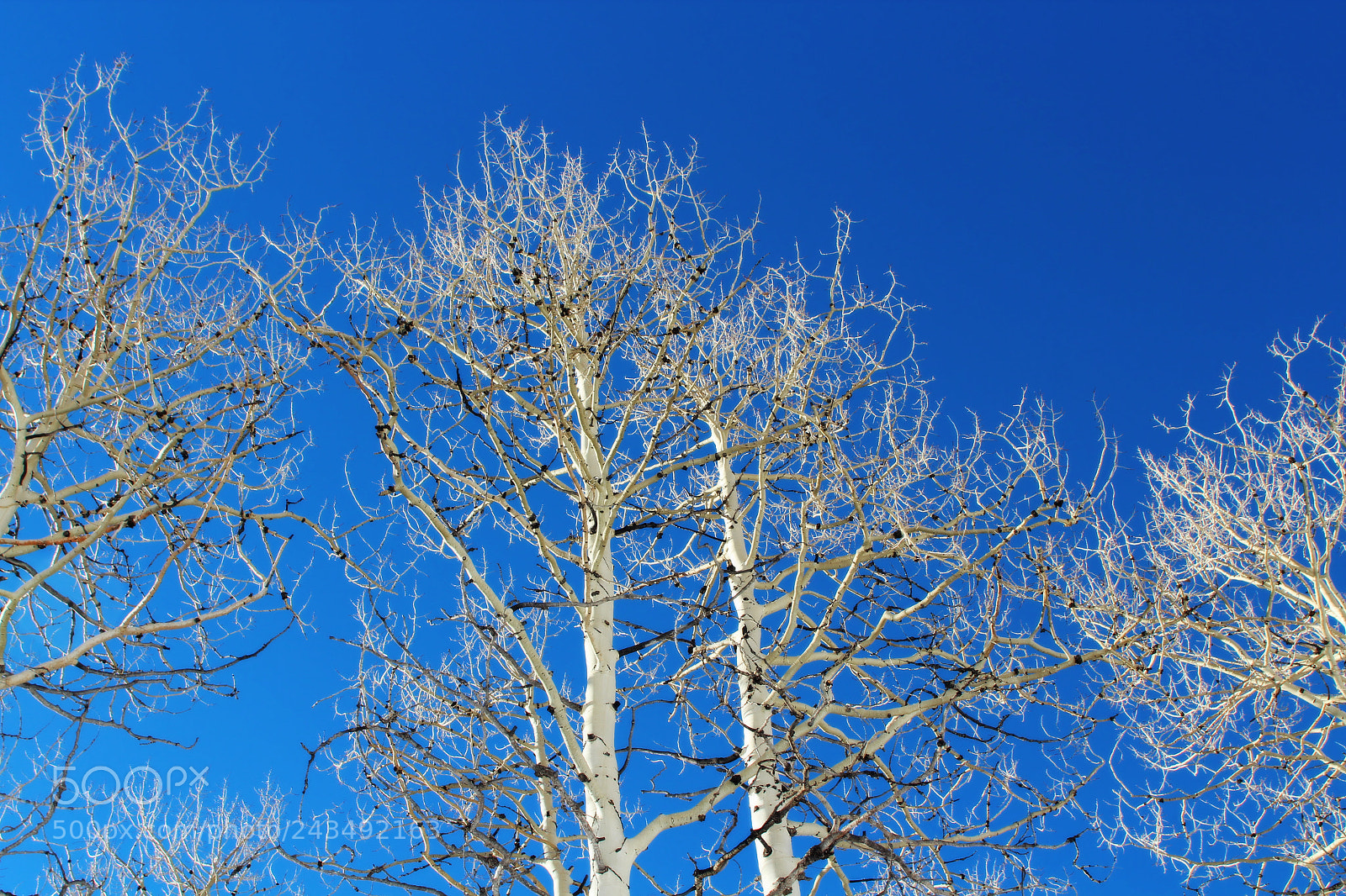 Canon EOS 600D (Rebel EOS T3i / EOS Kiss X5) sample photo. Aspens in heaven photography