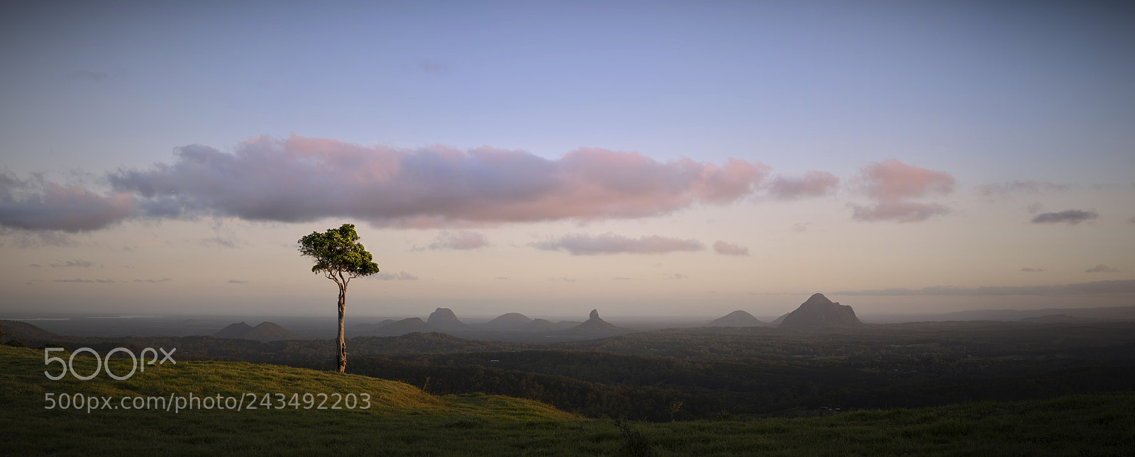 Nikon D810 sample photo. Malany tree photography