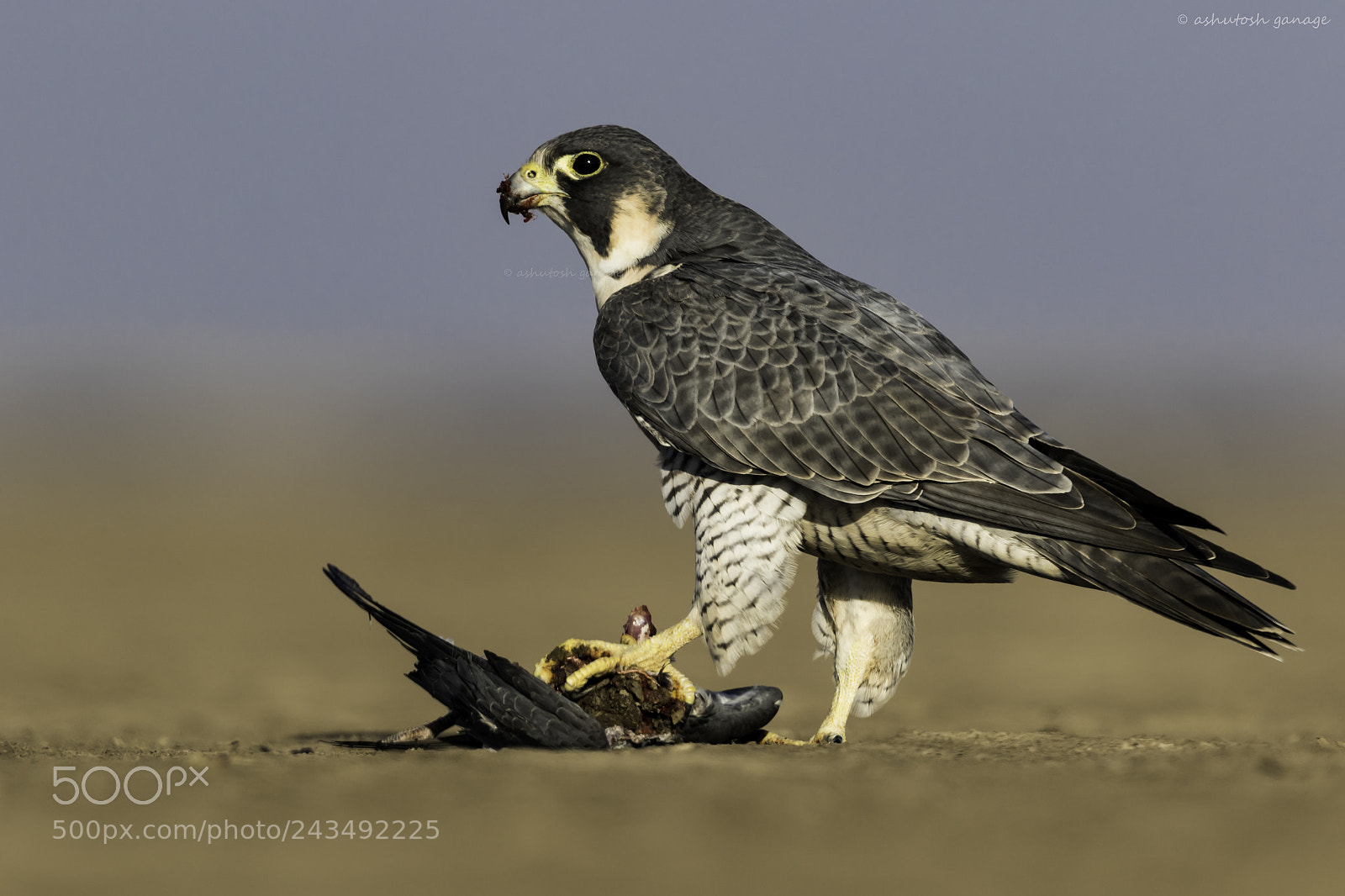 Canon EOS 7D Mark II sample photo. Peregrine falcon .... mind photography
