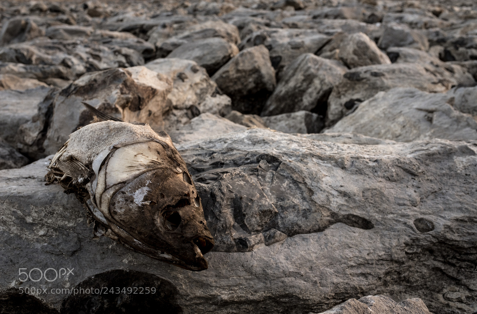 Fujifilm X100F sample photo. Fish graveyard photography