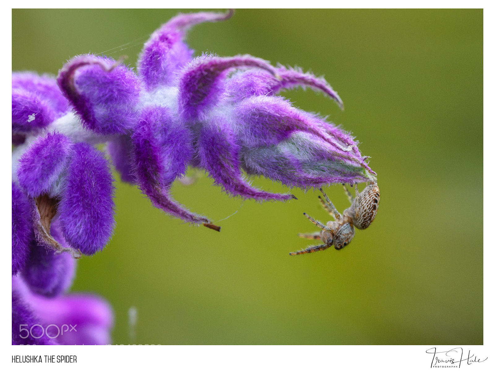 Nikon D610 sample photo. Helushka the spider photography
