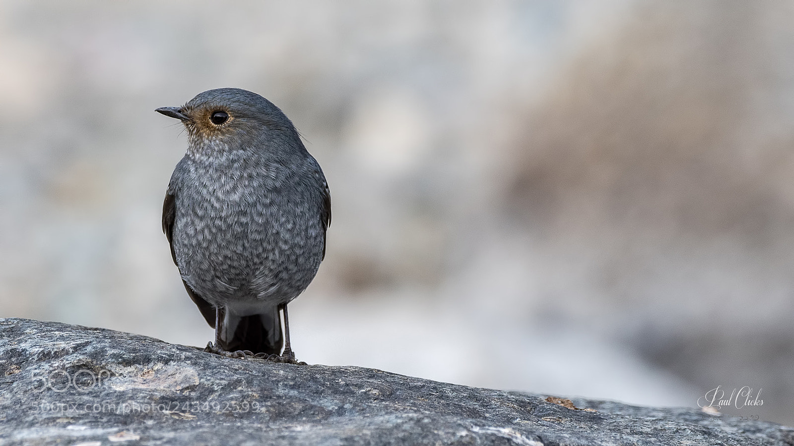 Nikon D500 sample photo. Plumbeous water redstart photography