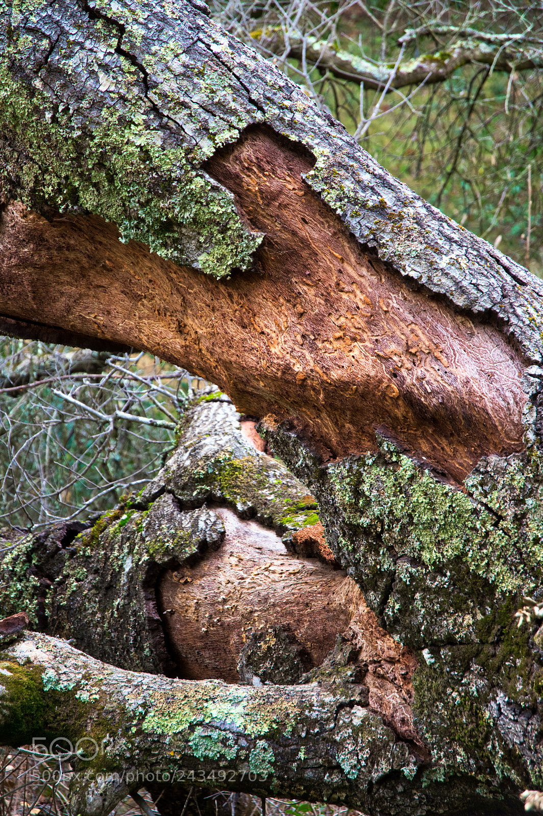 Pentax K-3 II sample photo. Cut me down photography