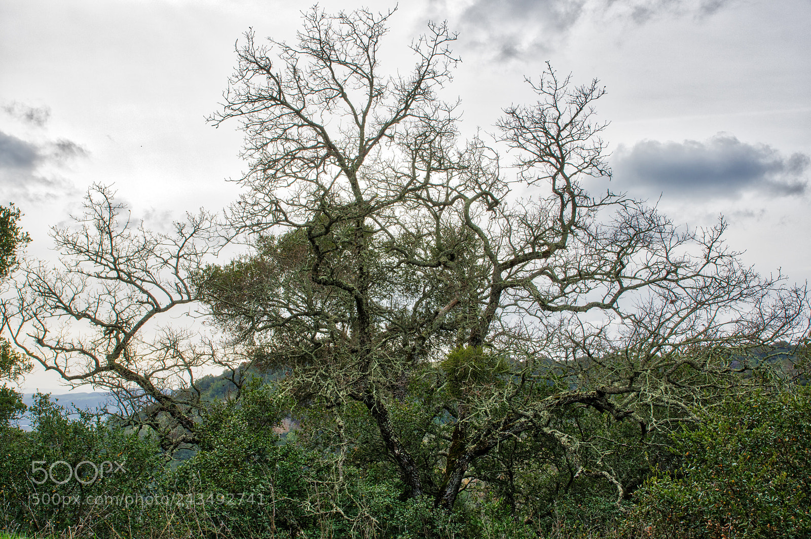 Pentax K-3 II sample photo. Imgp1257-3.jpg photography