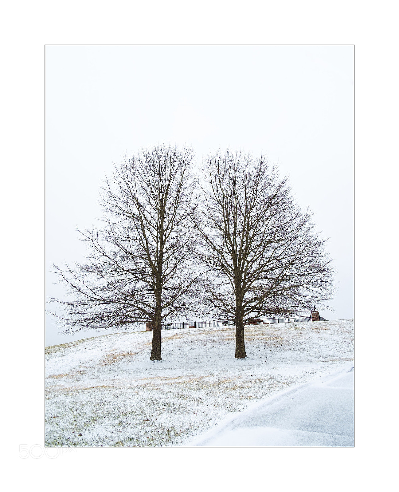 Fujifilm X-E1 sample photo. Two trees ... photography