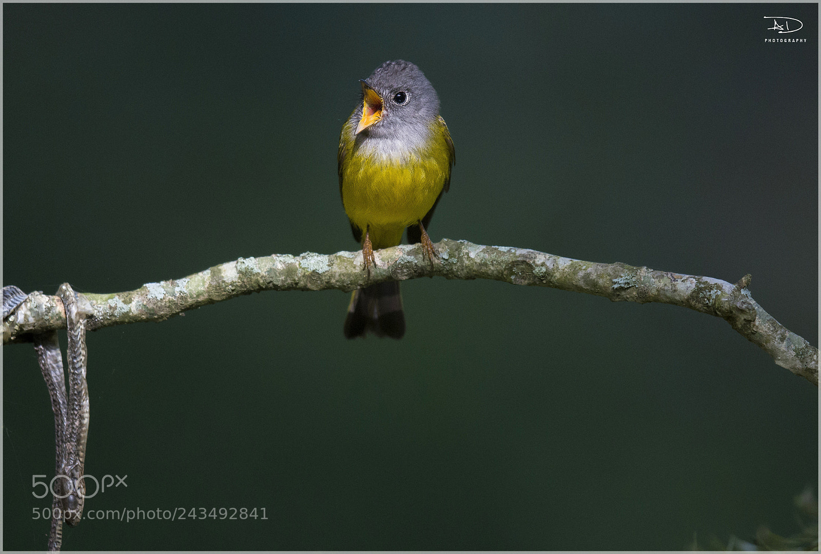 Canon EOS 7D Mark II sample photo. Canary and the snake photography