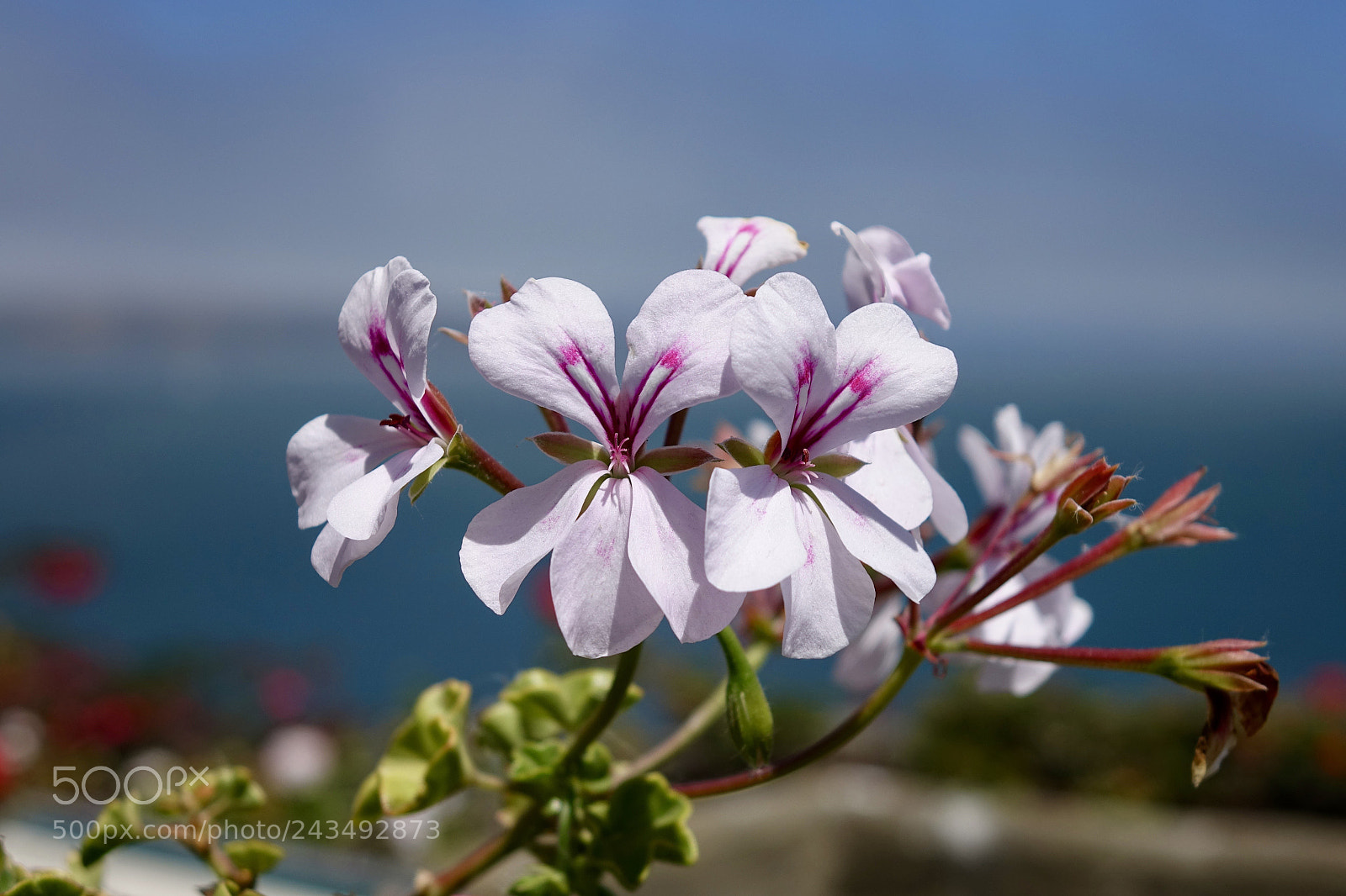 Sony Cyber-shot DSC-RX10 II sample photo. Summer flowers photography